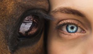Eyes of equine-human