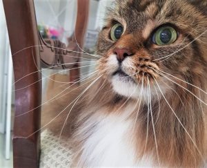 Aristocats Feline Day Spa cat spa