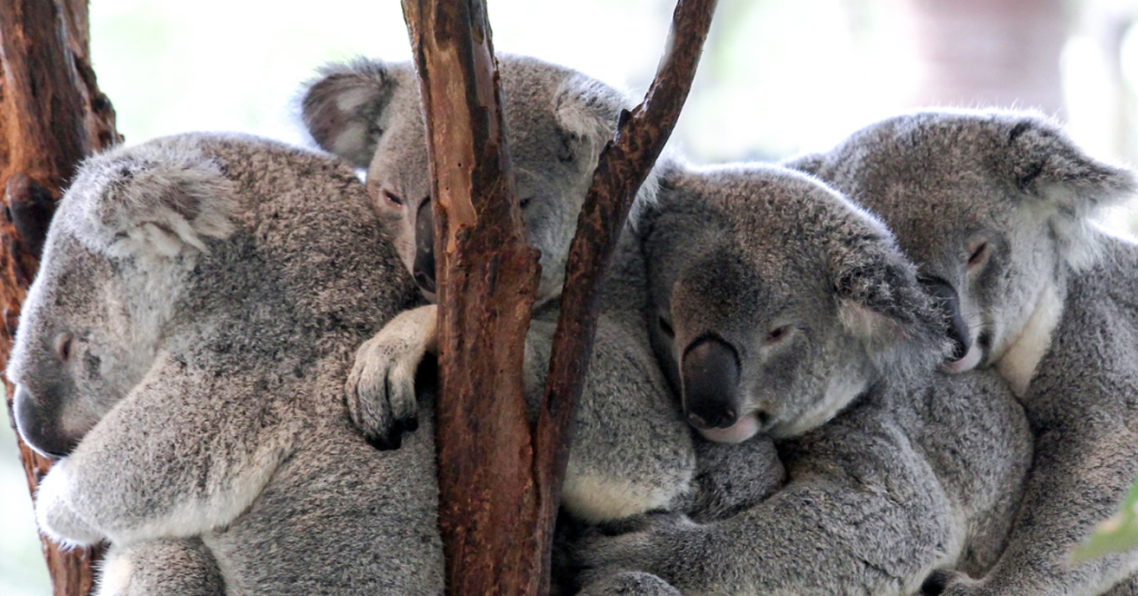 Lone Pine Koala Sanctuary