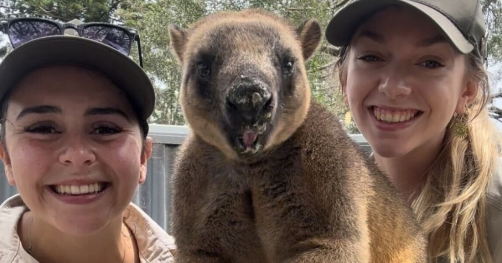 Lone Pine Koala Sanctuary