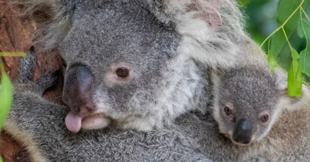 Lone Pine Koala Sanctuary