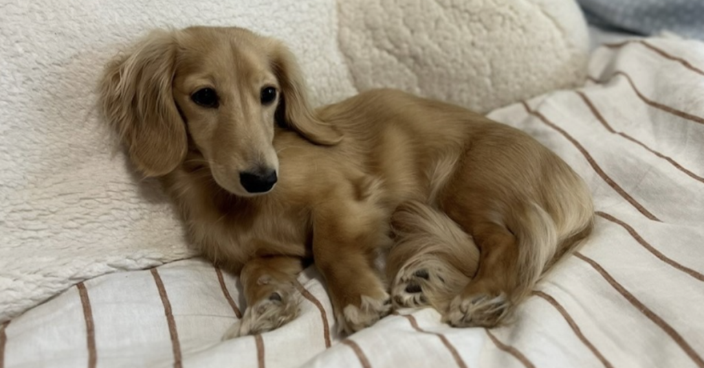 Luna missing Dachshund Fig Tree Pocket