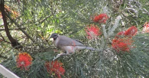 Anstead Bushland Reserve