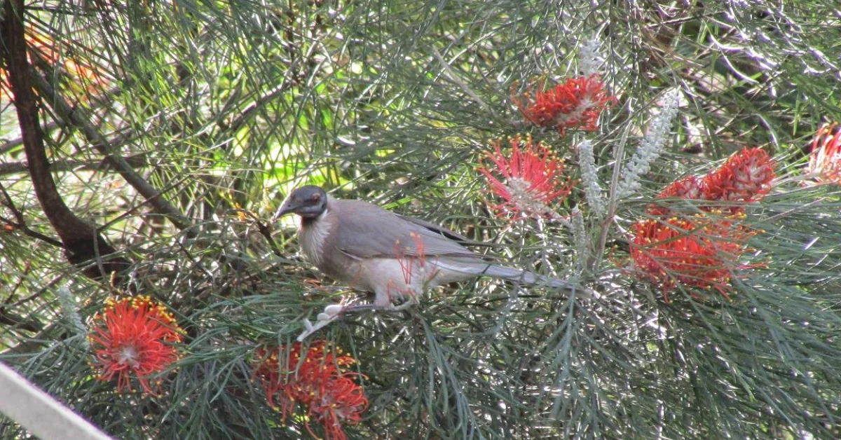 Anstead Bushland Reserve