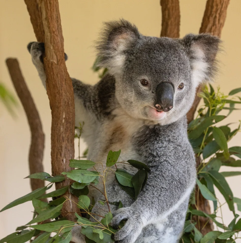  Brisbane attractions