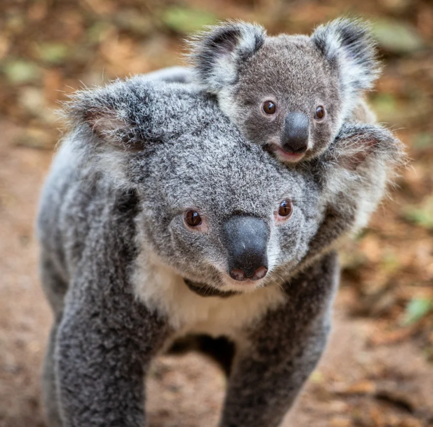 Lone Pine Koala Sanctuary
